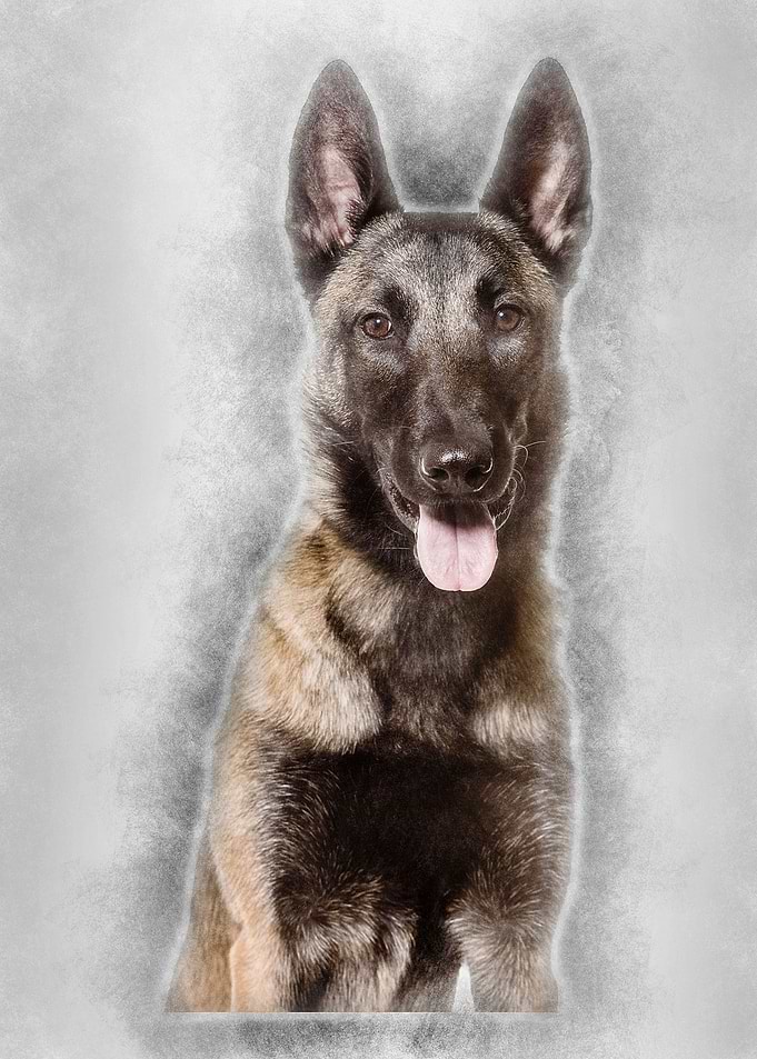 Malinois 1 year old sittin