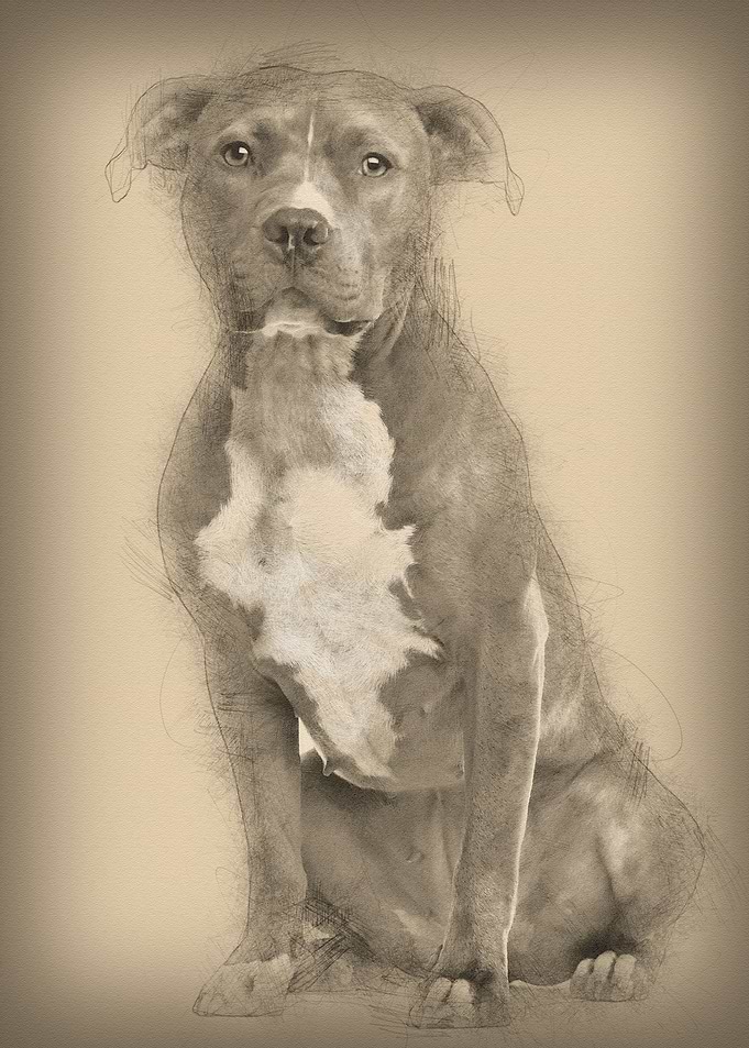 American Staffordshire Ter