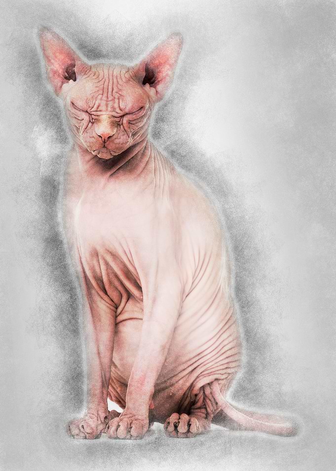 Sphynx Hairless Cat 4 year
