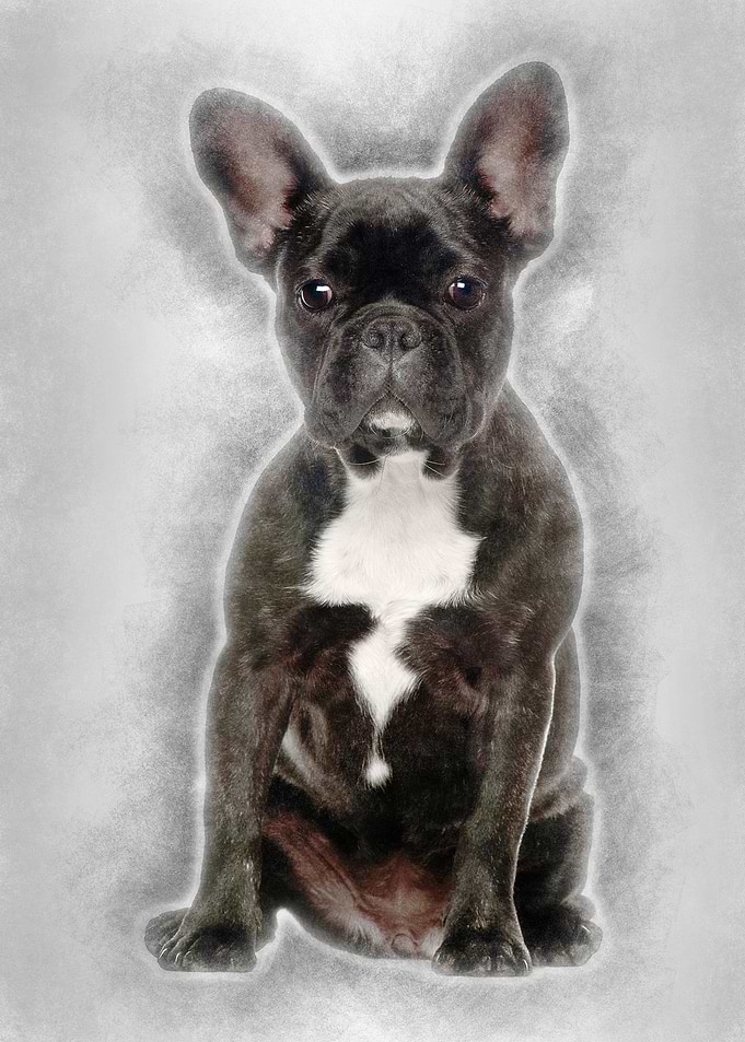 French Bulldog 6 months ol
