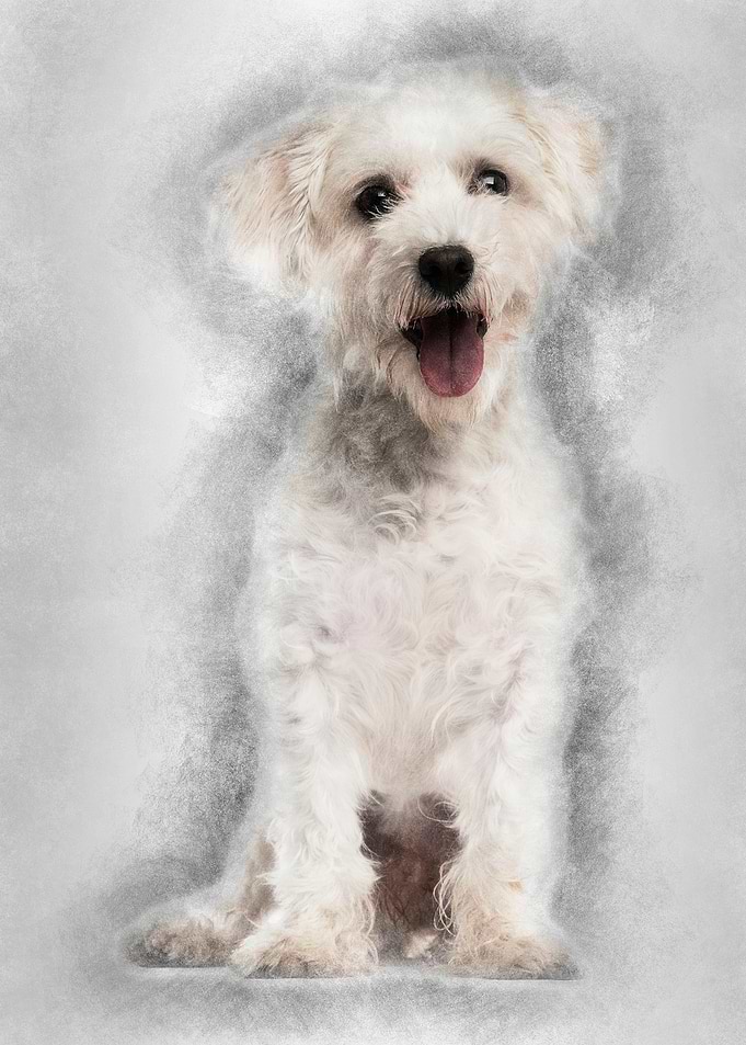 Maltese dog 3 years old si