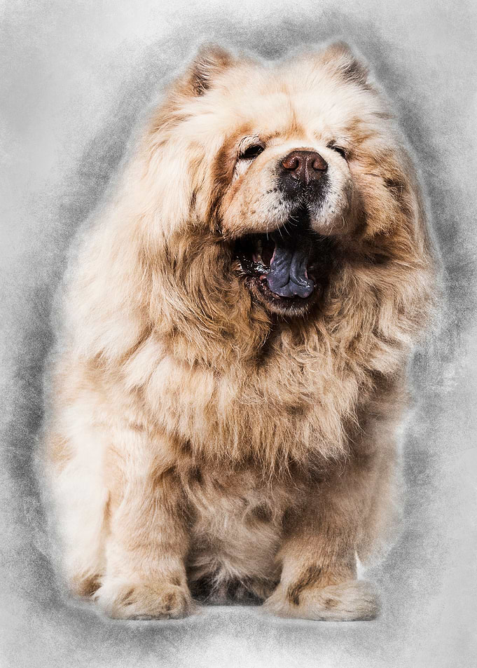 Chow chow dog 8 years old