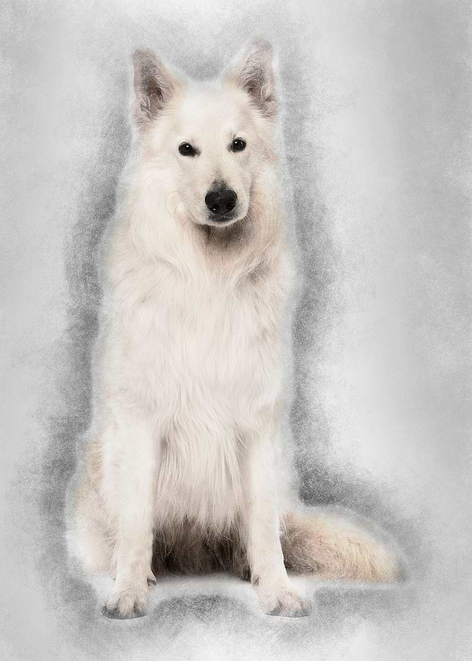 Berger Blanc Suisse 5 year