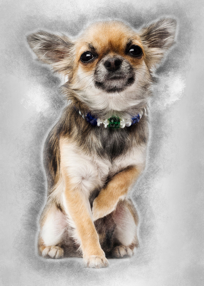 Chihuahua sitting and look