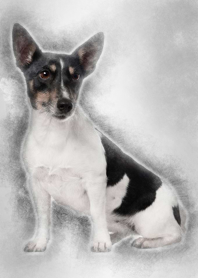 Jack Russell Terrier 5 yea