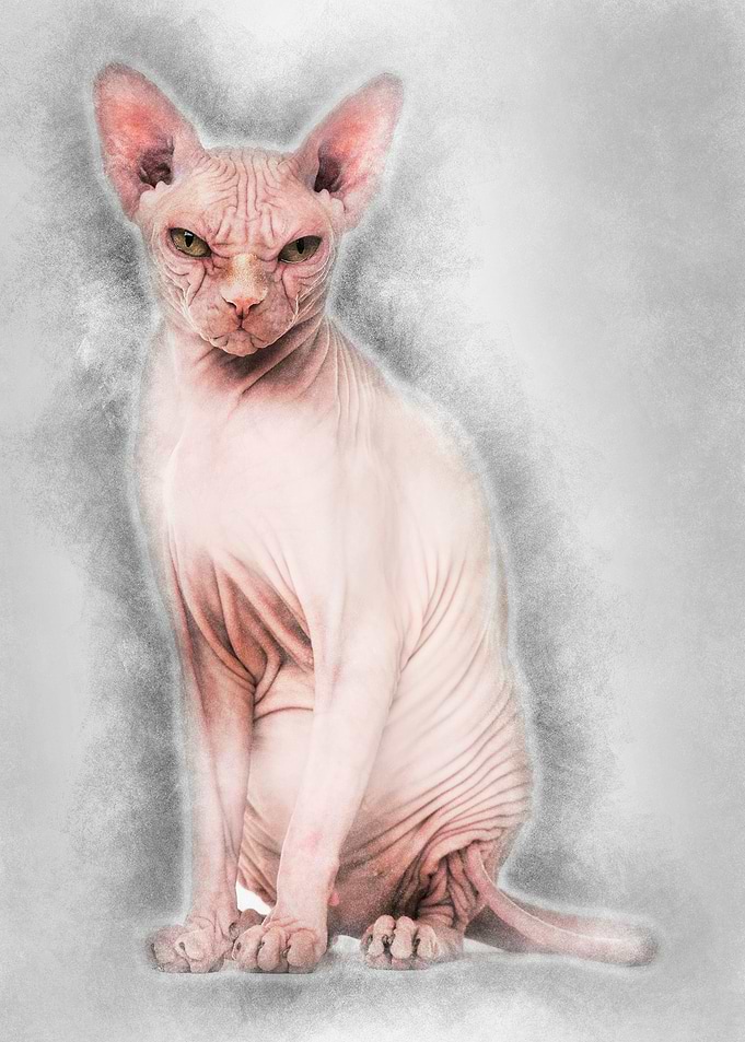 Sphynx Hairless Cat 4 year