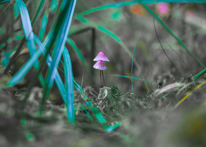 Pink Shrooms