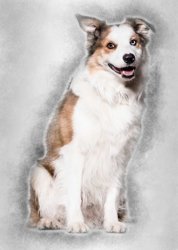 Border Collie sitting agai