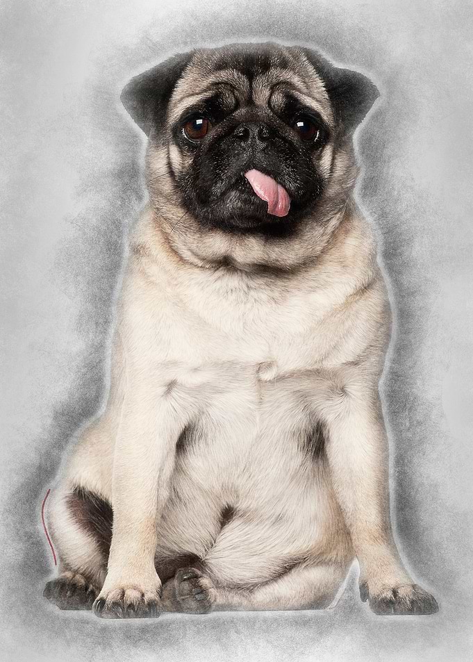 Pug 4 years old sitting ag