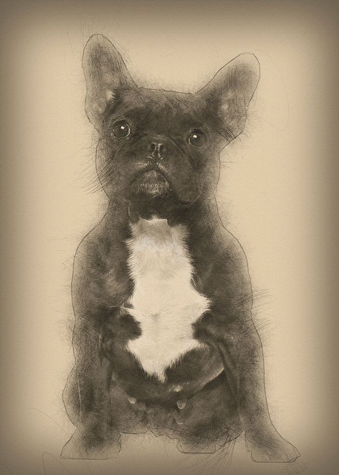 French Bulldog 3 years old