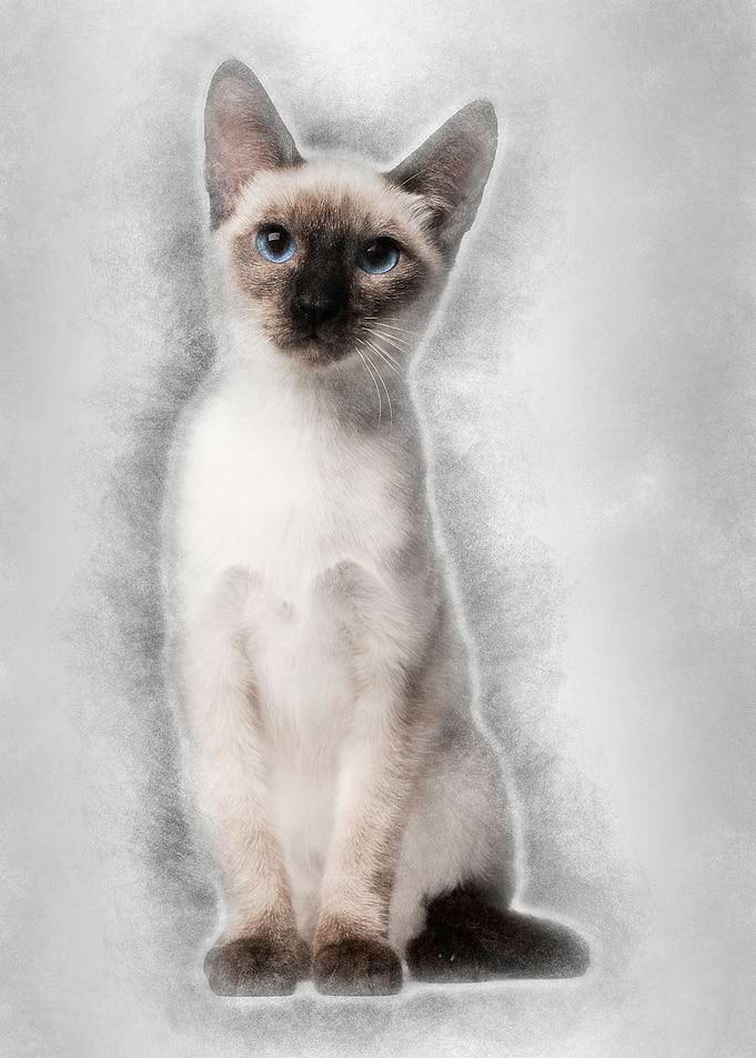 Thai kitten 5 months old s