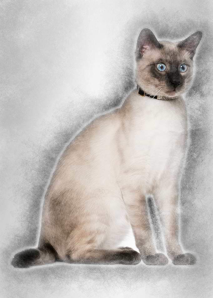 Siamese cat 8 months old s