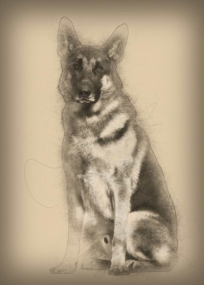 German Shepherd dog sittin