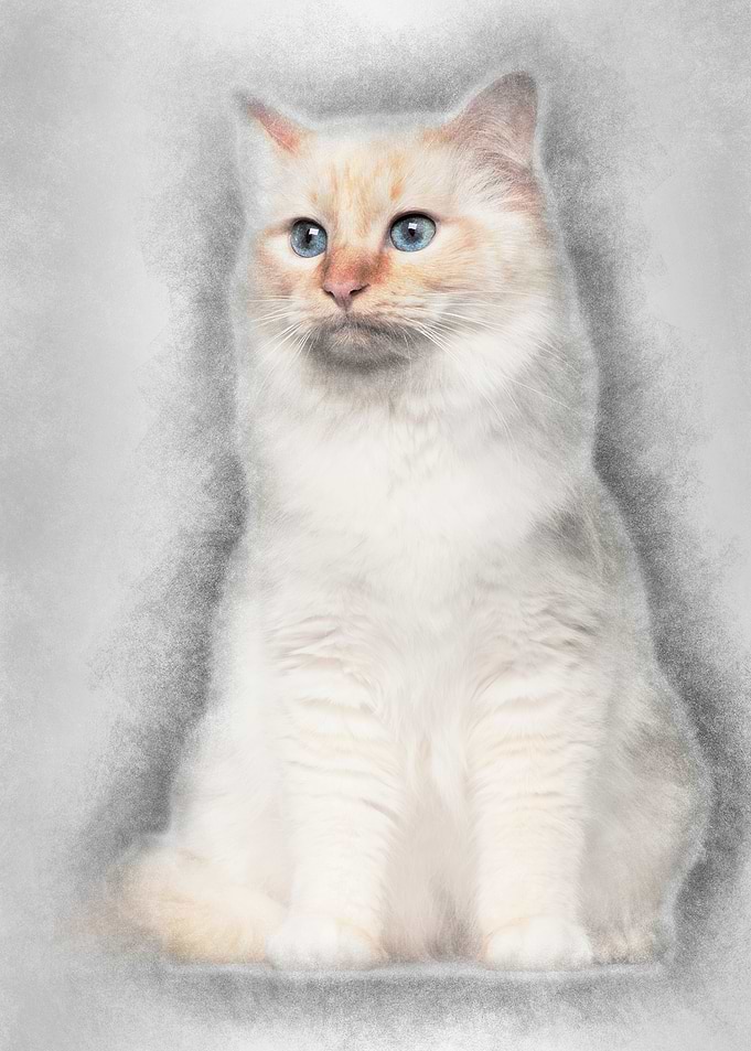 Birman cat sitting