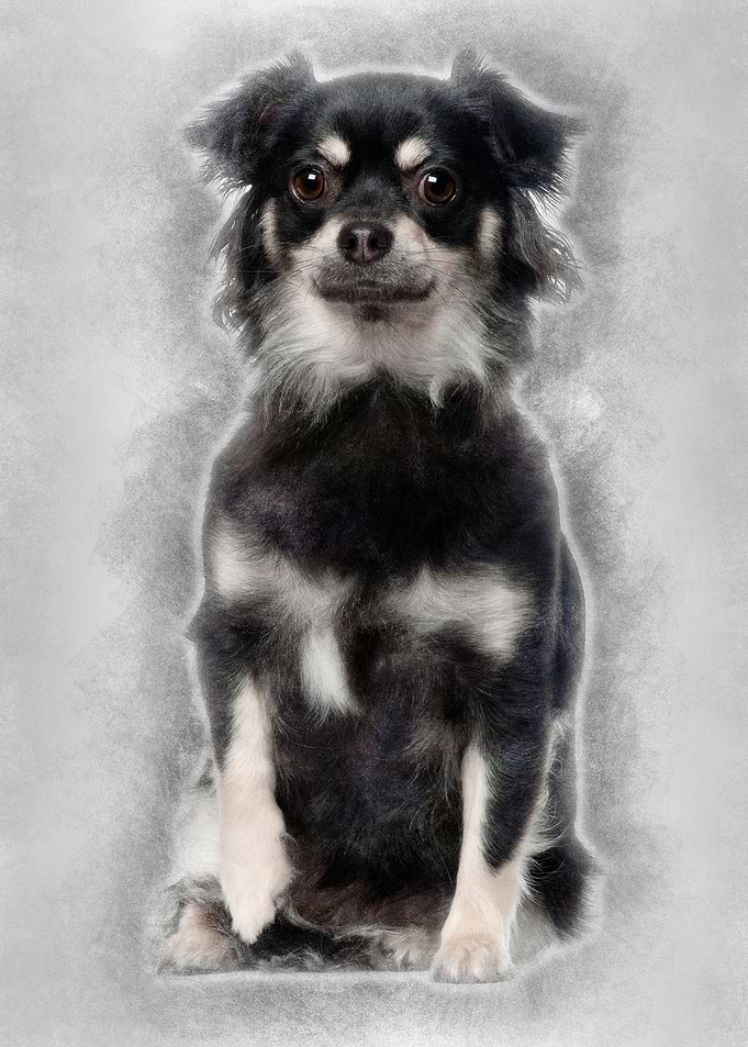 Chihuahua 1 year old sitti