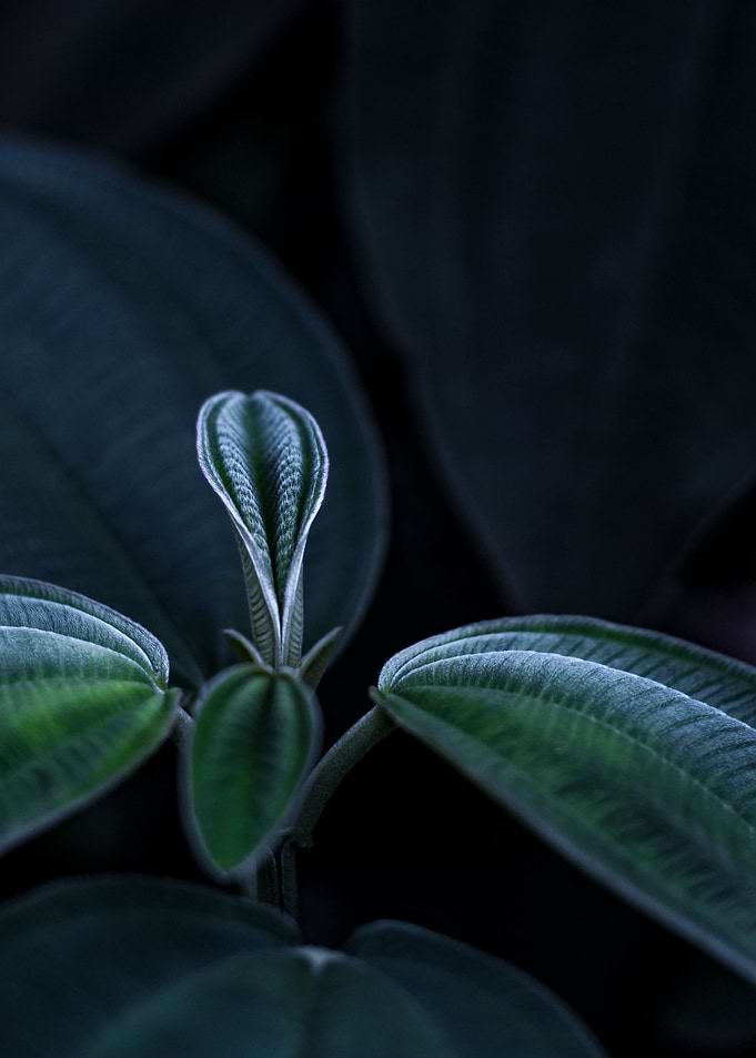 Texture leaves
