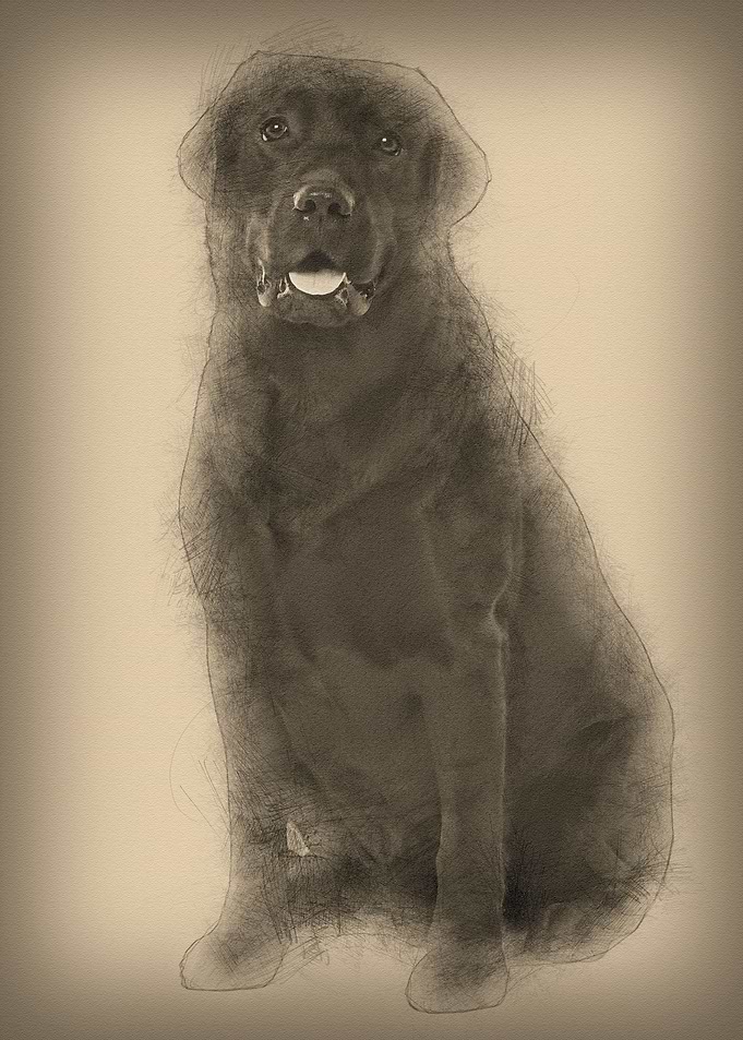 Black Labrador 22 months o