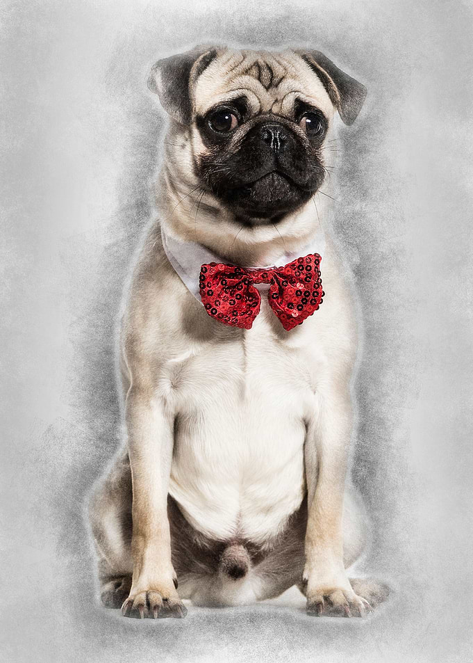 Pug in red bow tie sitting