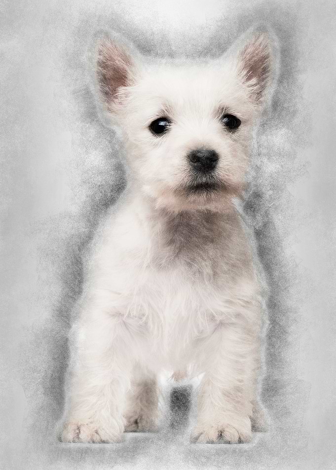 West Highland Terrier pupp