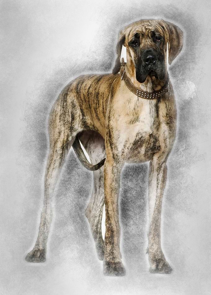 Great Dane 10 months old s