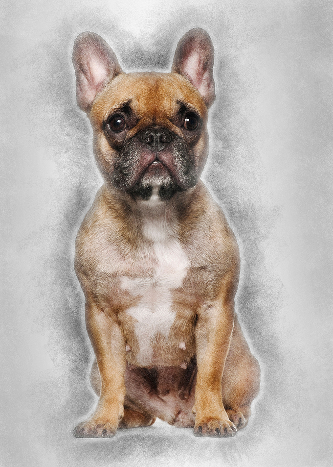 French Bulldog sitting aga