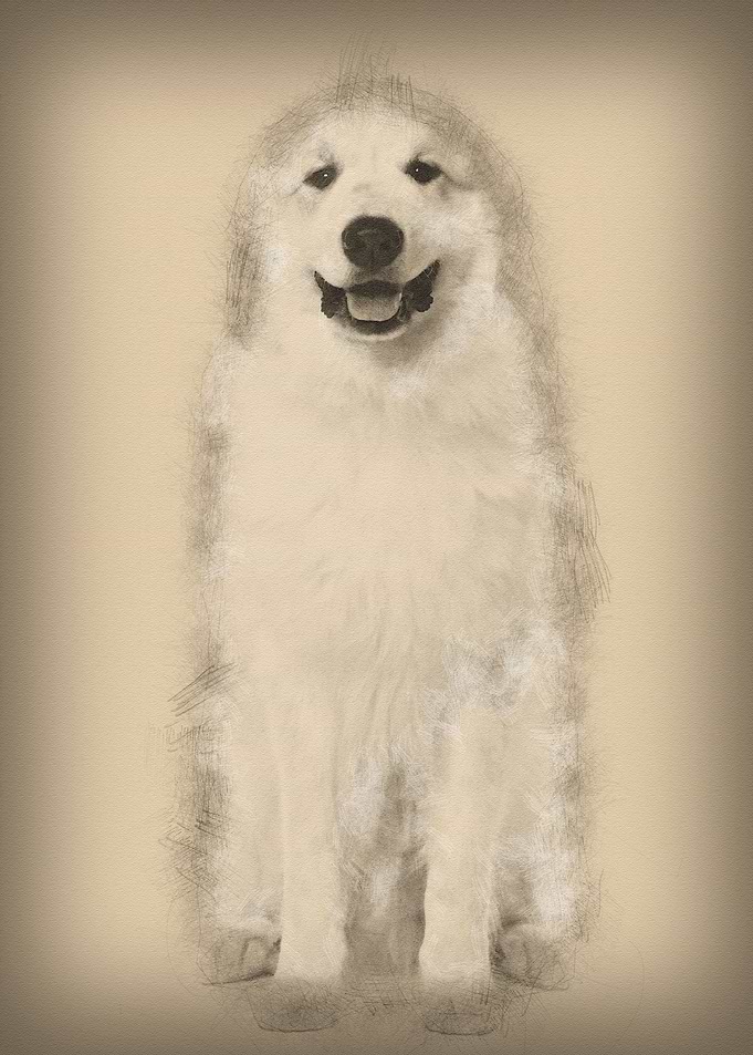 Great Pyrenees or Pyrenean