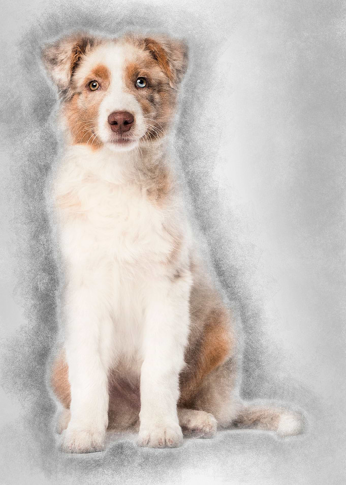 Australian Shepherd puppy