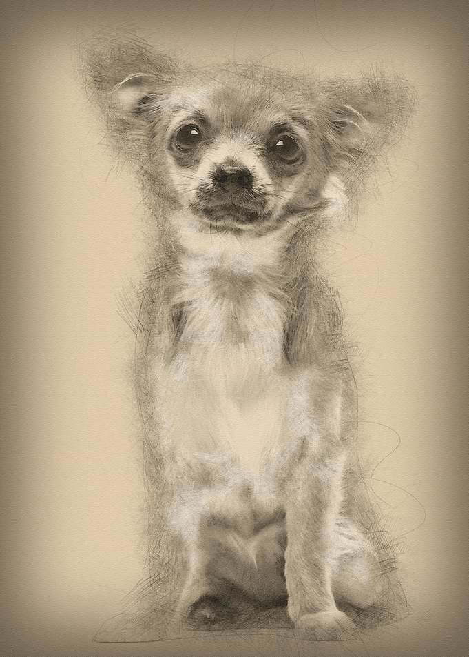 Chihuahua sitting and look