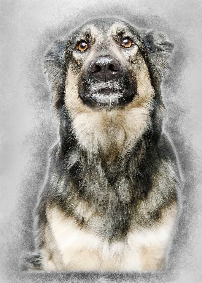 beautiful dog isolated on