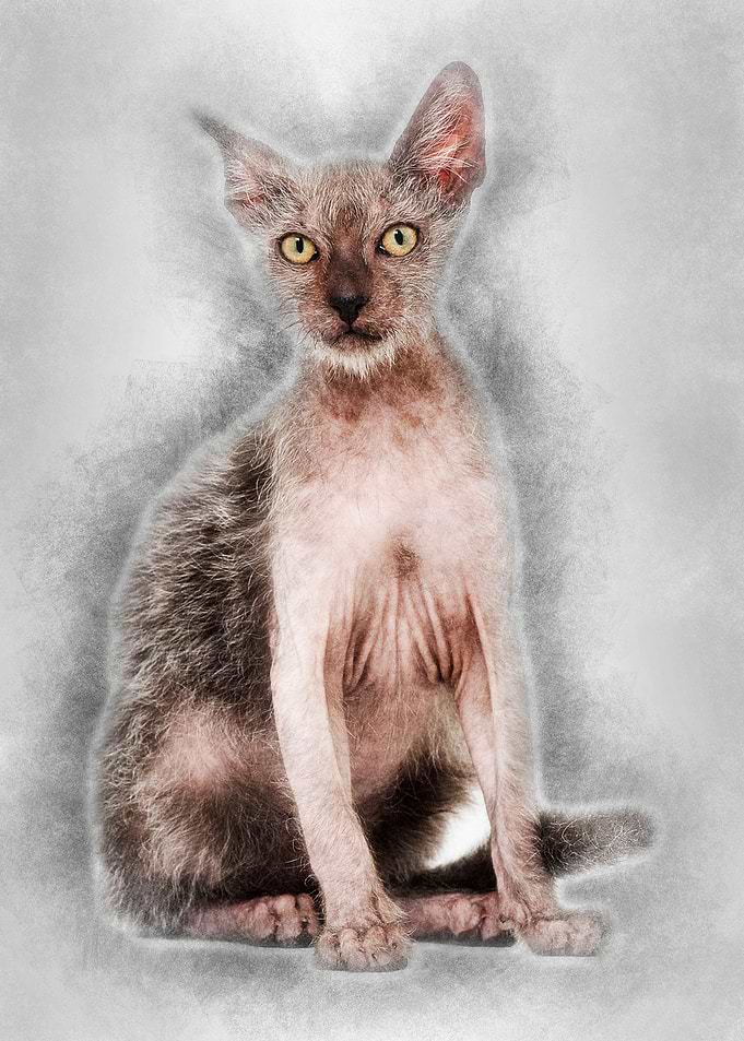 Kitten Lykoi cat 3 months