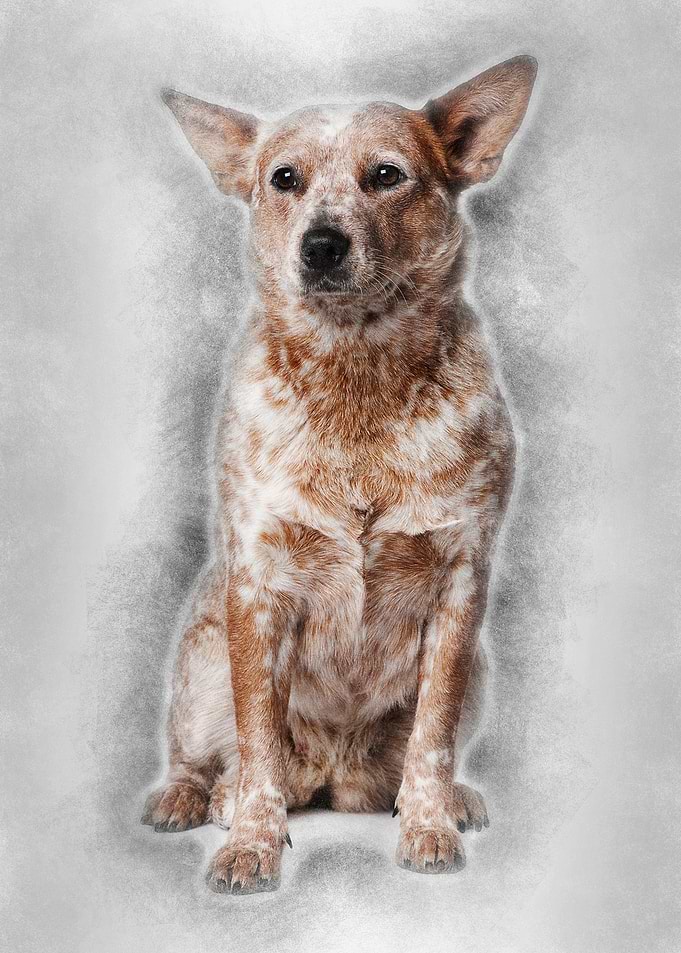 Australian Cattle Dog 2 Ye