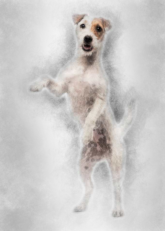 Parson Russell Terrier sta