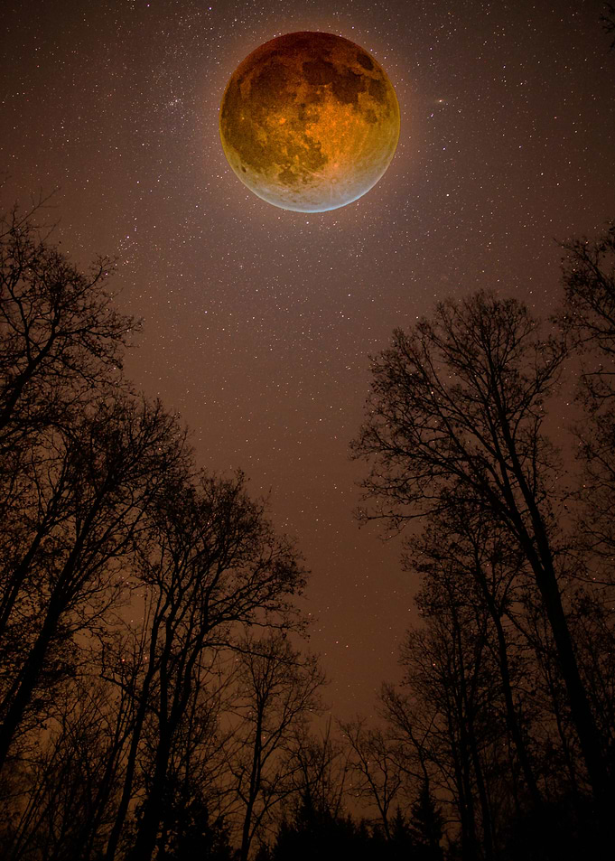 Blood Moon Forest