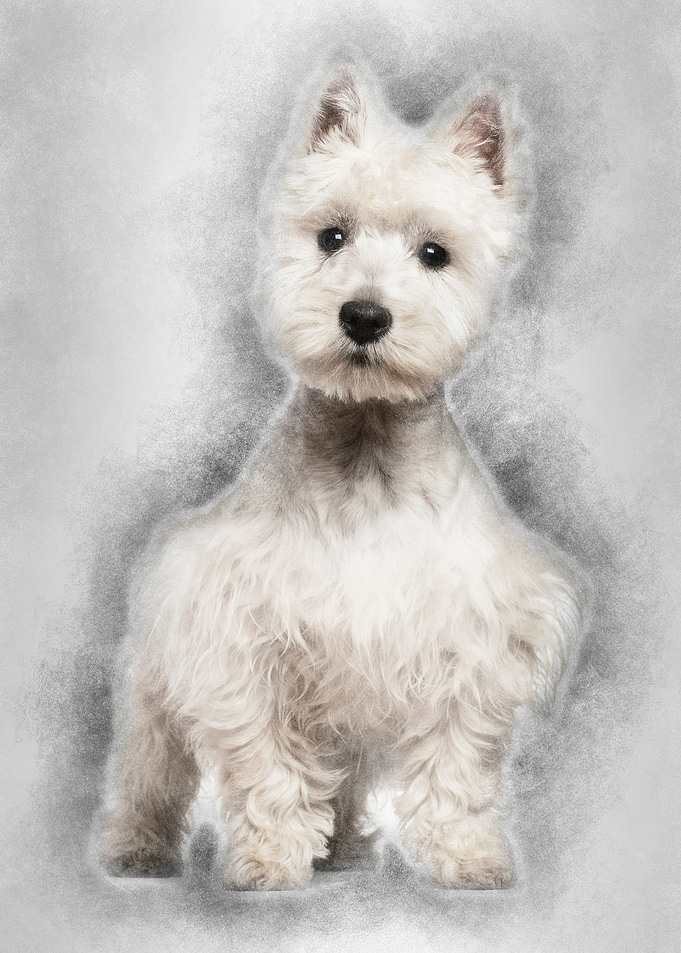 West Highland White Terrie