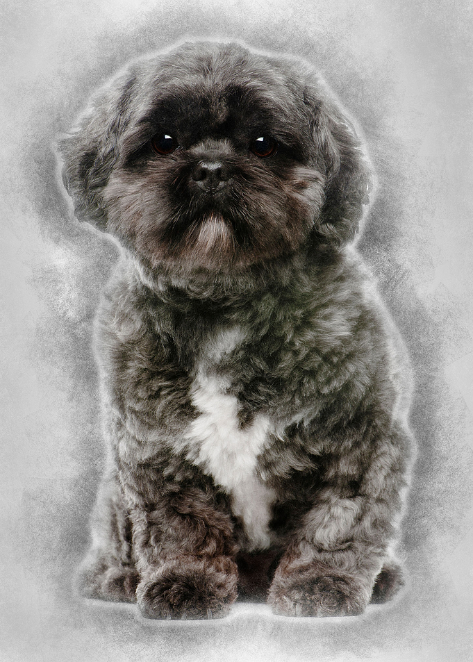 Lhasa Apso 4 years old sit