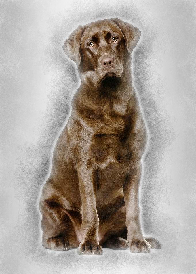 Labrador Retriever dog 8 m