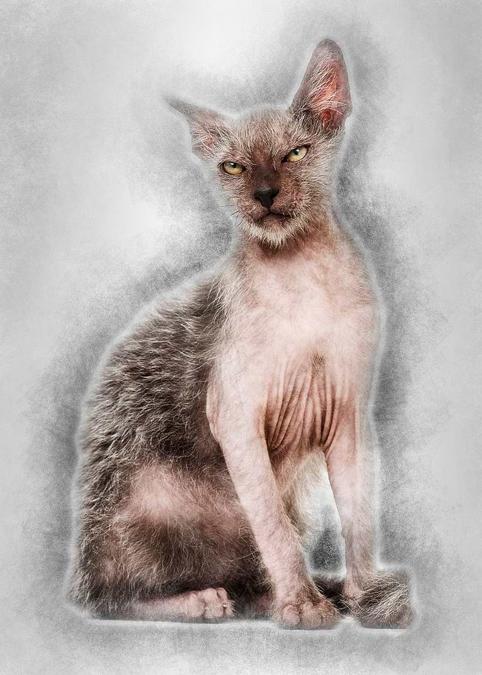 Kitten Lykoi cat 3 months