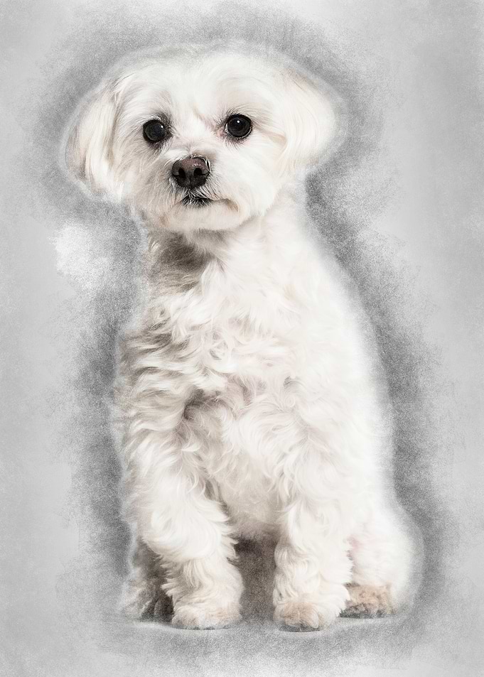 Maltese dog sitting agains