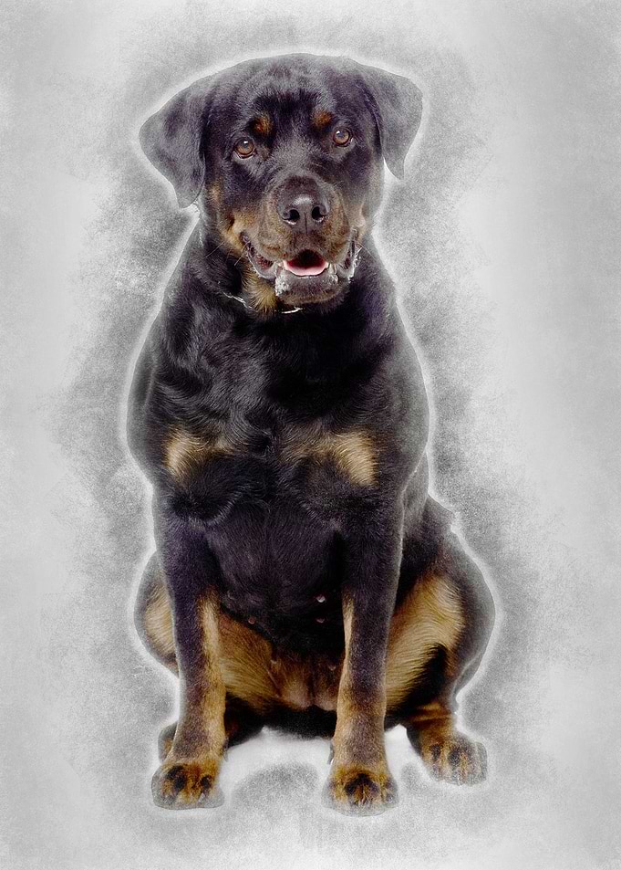 Rottweiler 2 years old sit