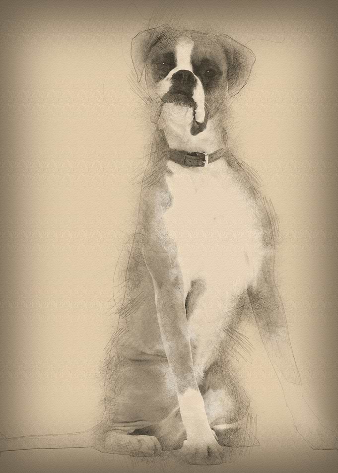 Boxer 12 months old sittin