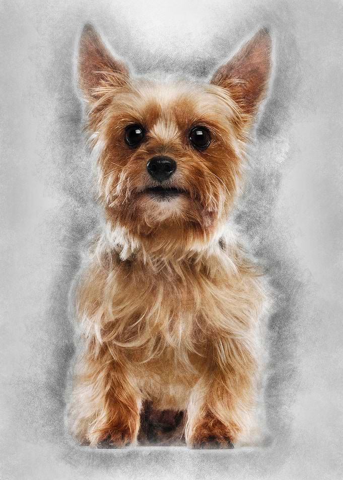 Yorkshire Terrier 9 years