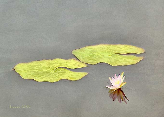 Pink Water Lily II