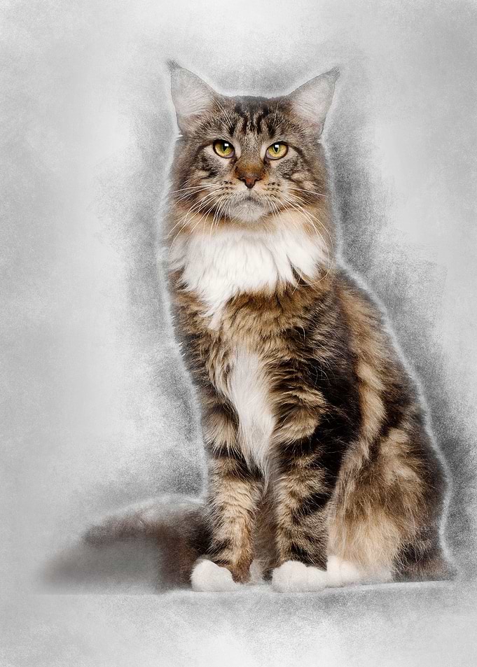 Portrait of Maine Coon cat