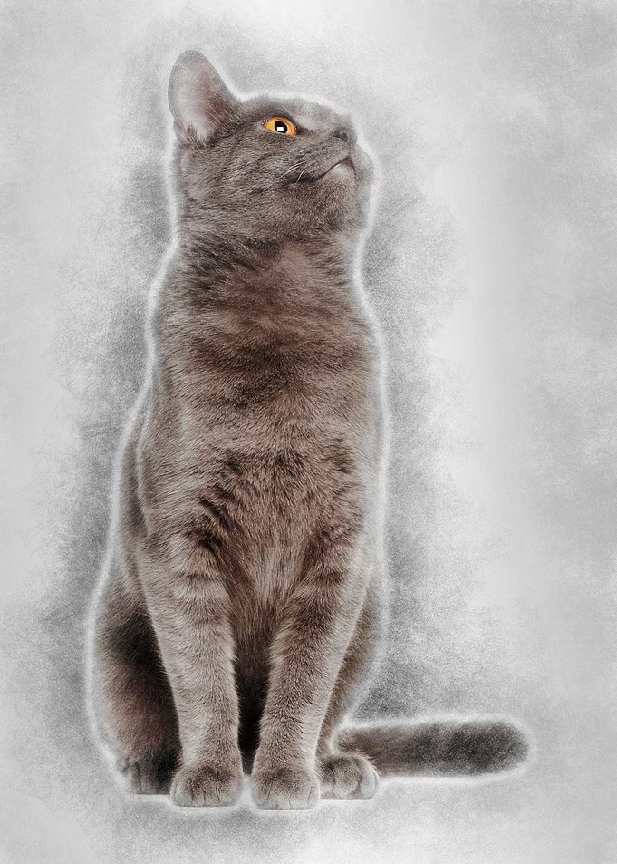 Chartreux cat 9 months old