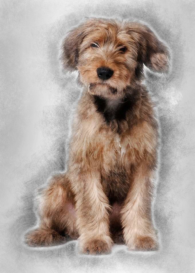 Briard dog 3 Years Old sit