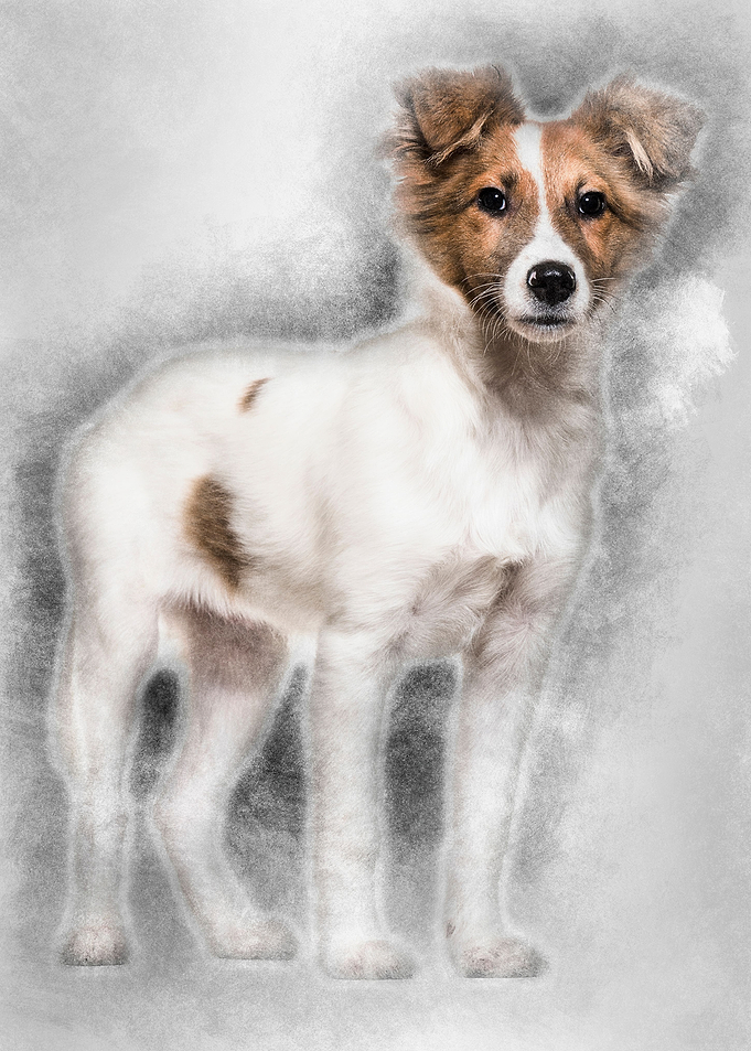 Mixedbreed dog standing ag