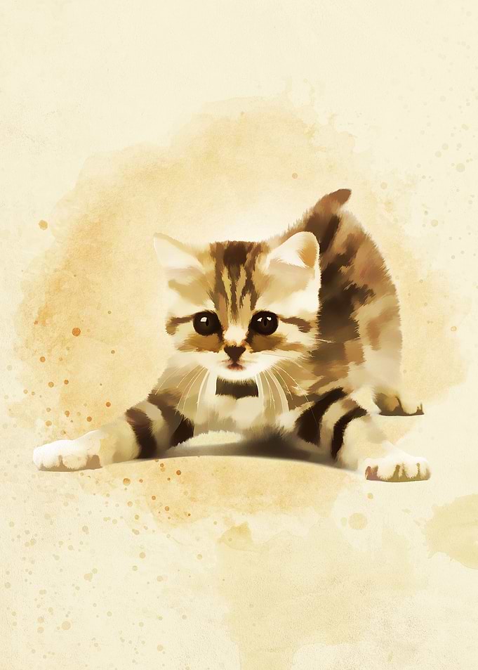 Cute Baby Cats6