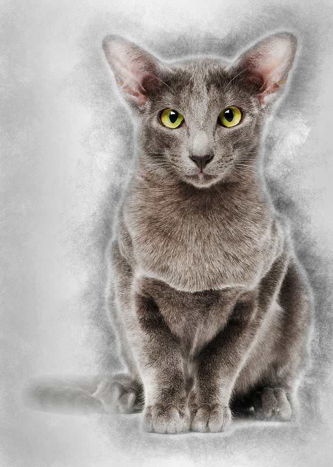 Oriental Shorthair portrai