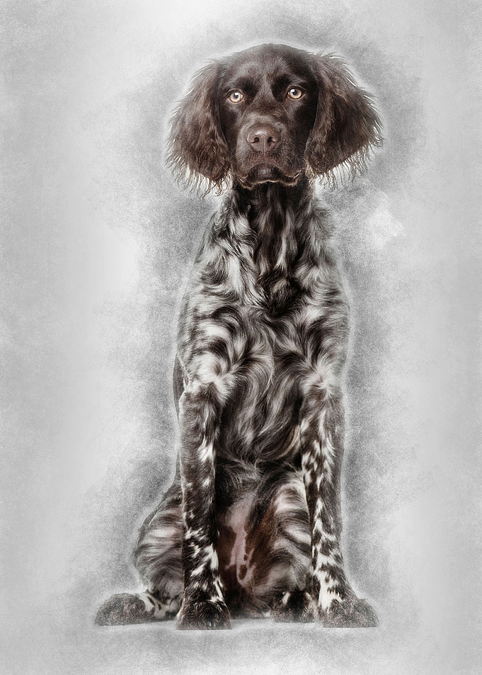 Munsterlander dog 9 month