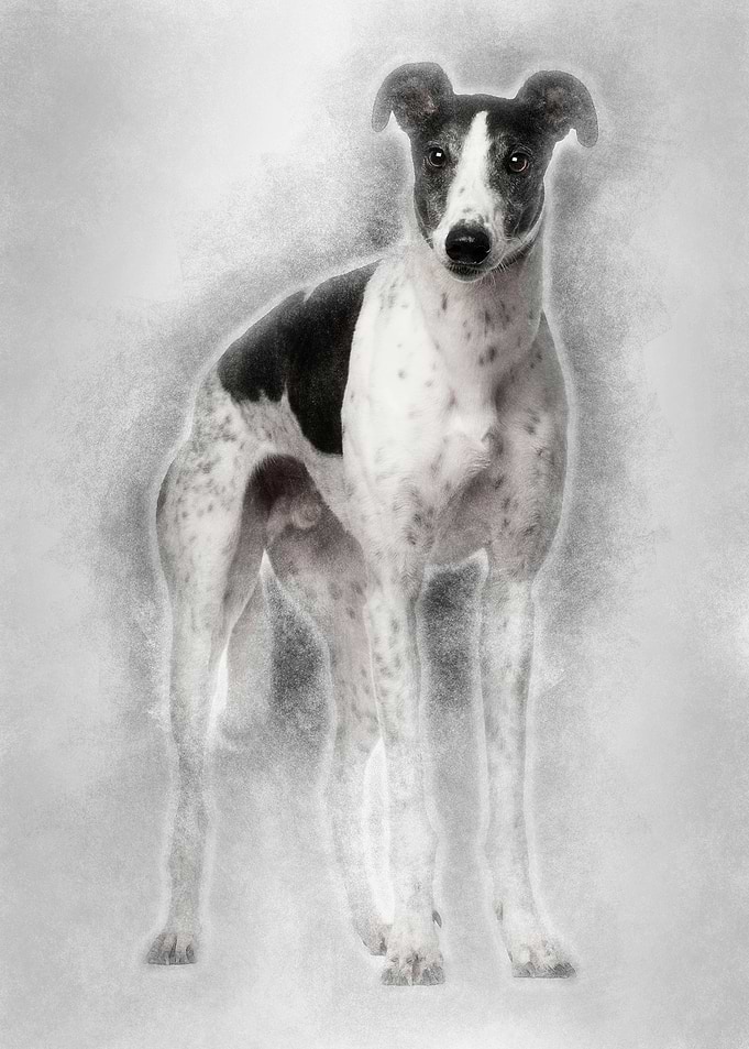 Grey Hound 4 years old sta